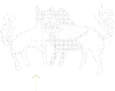 ページトップへ戻る